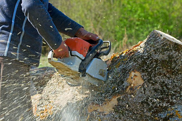 Best Seasonal Cleanup (Spring/Fall)  in Columbus, OH